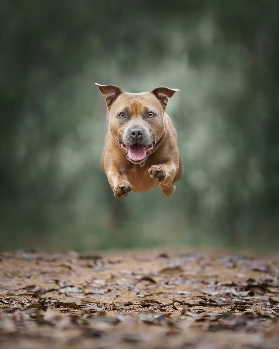 A Staffy in full flight.