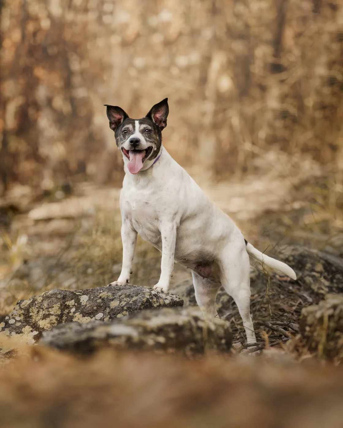 Zylah, and those ears.
