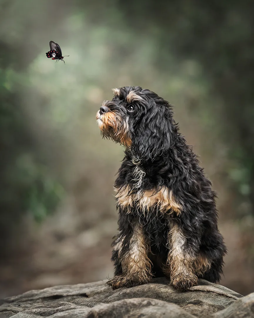 Upon a Butterfly Wish, winner of an international PSA Gold Award.