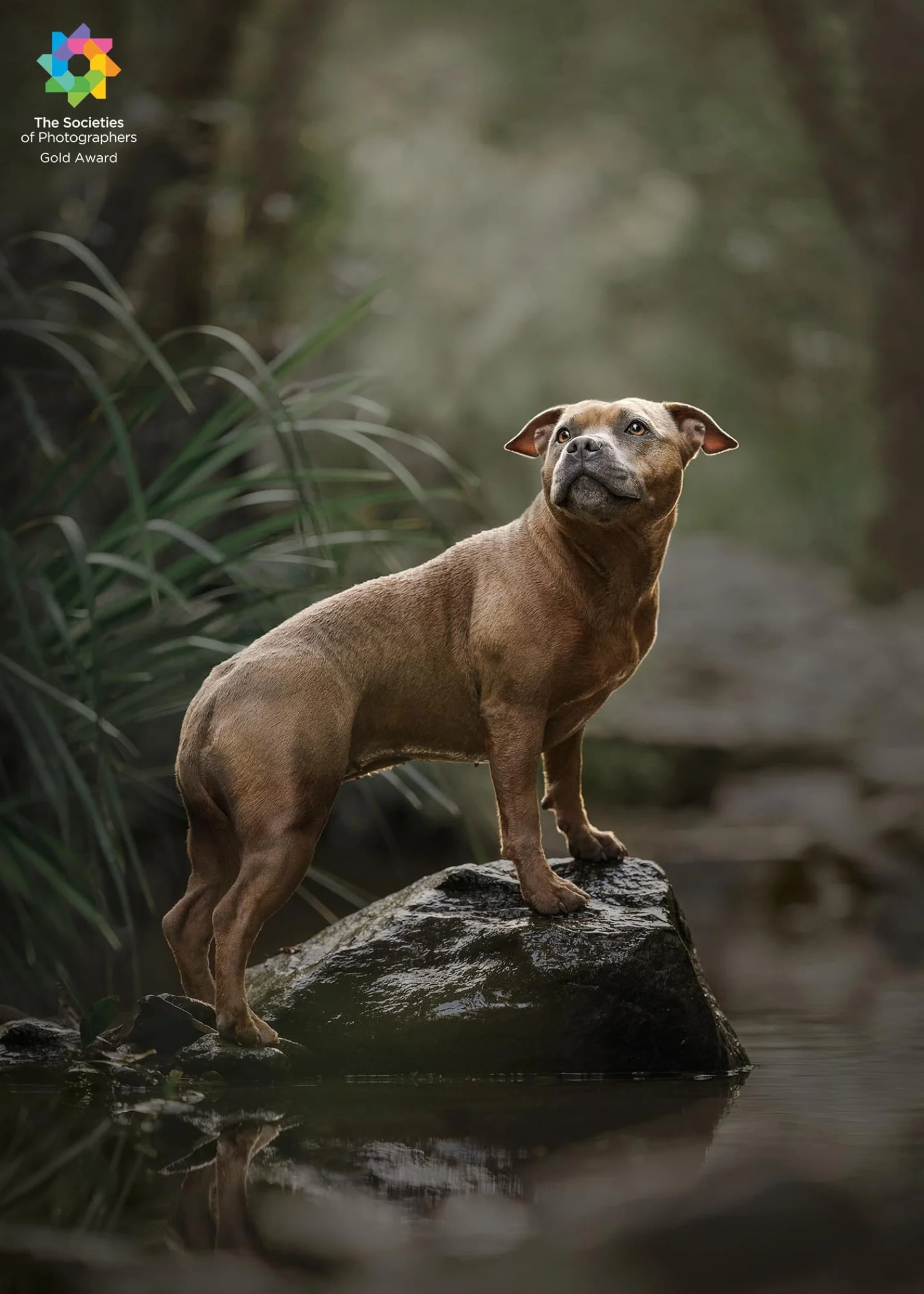 Gold Award, Pet Portrait, November 2022.