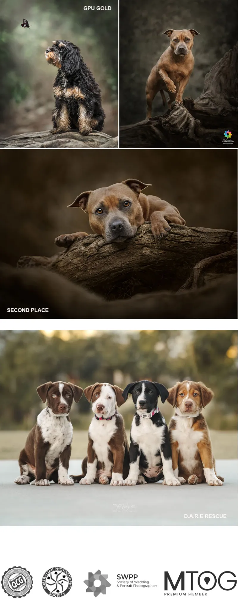 Award-winning dog portraits and photography society logos