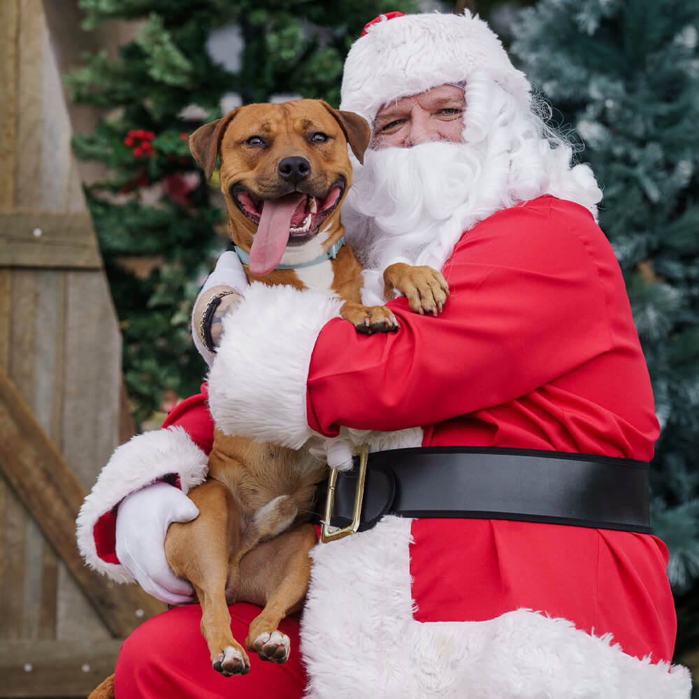 Staffy Rescue Santa Photo